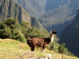 Lama Alpaca Animal Machu Picchu