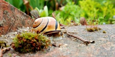 striped snail on granite