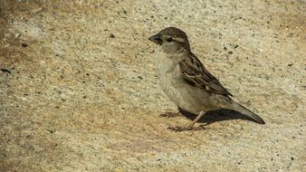 small young sparrow