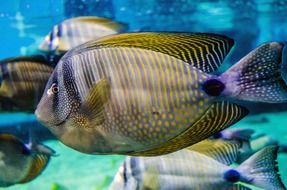 attractive Sea Fish
