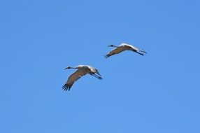 pair of storks in the sky