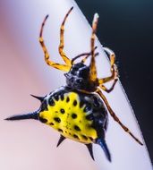 exotic yellow brown spider