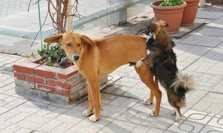 two dogs on terrace