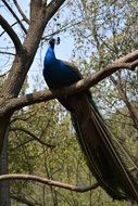 Peacock on a tree branch