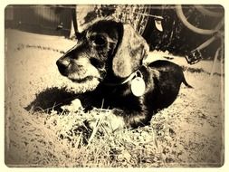 vintage picture of a dachshund