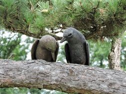 birds sit on a thick branch of a tree