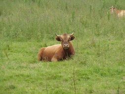 Bull on the field in France