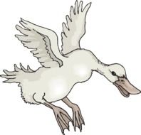 White Bird Duck drawing
