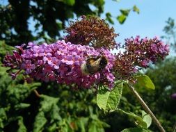 Hummel on the lilac close-up on blurred background