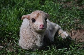 lamb on the green grass