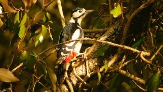 Close-up of the colorful and beautiful woodpecker in colorful dense thickets