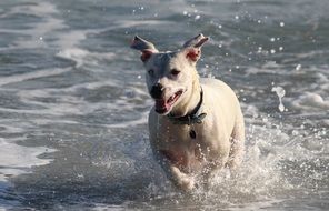 white dog running on the beach
