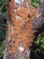 Termite on Tree