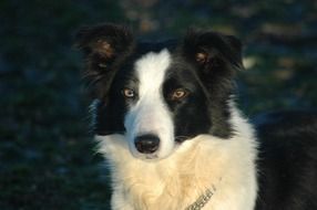 charmingly cute Head Border Collie