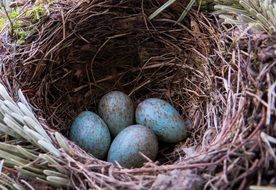 blue bird eggs in the nest