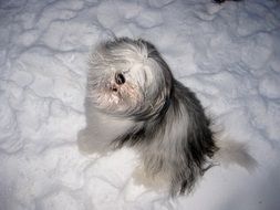 dog playing in the winter in the snow