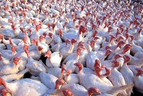 flock of white turkeys on a ranch