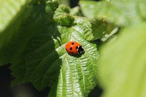ladybug on the green bush leaf