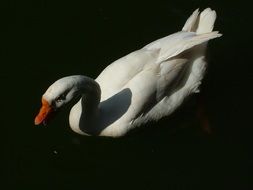 Bird Goose on Lake