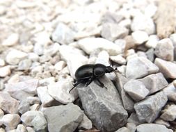 Black Beetle