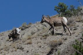 Mountain Goat Animal climbing