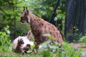 lynx near a tree