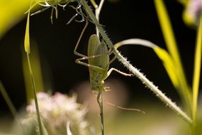 Grasshopper on a wild flower