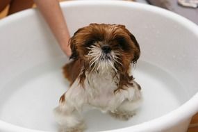 Bath time for puppy