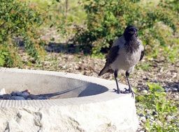 crow on a concrete ring