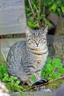 gray domestic cat sits on a flower bed