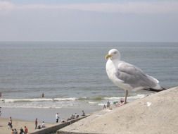 Seagull on the sea embankment