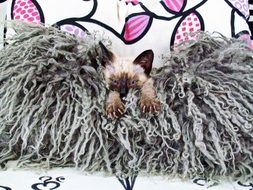 cat in decorations