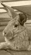 grey rabbit with long ears