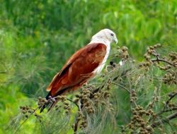 Kite Eagle