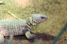 Girdled Lizard