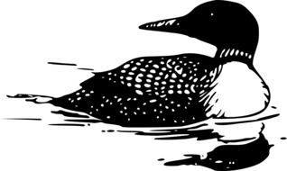 Picture of Common Loon
