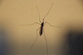 Close-up of the crane-fly on a blurred background