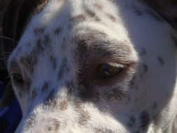 head of a tired dog