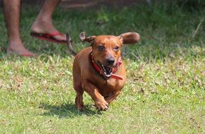 brown dachshund runs on green grass