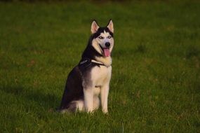 Husky with a long pink tongue on a green lawn