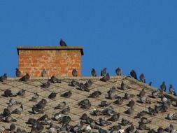 pigeons on the roof on a sunny day