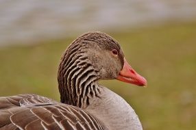 Goose on the meadow by the lake