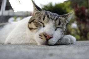 portrait of charmingly cute Cat Sleeping