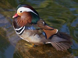 Beautiful and colorful duck in the water