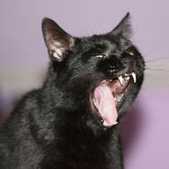 yawning black cat