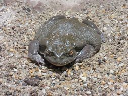 colorado toad on sand