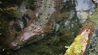 dangerous Crocodile