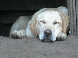 sleeping labrador