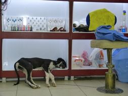 sleeping animal on a shelf