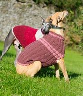 two thoroughbred dogs in knitted jumpers